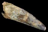 Real Spinosaurus Tooth - Large Dino Tooth #124984-1